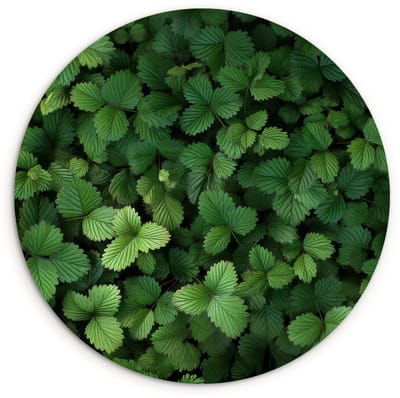 WallCircle® Wandcirkel 120x120 cm - Muurcirkel Groen - Bladeren - Kartel - Zonlicht - Muurdecoratie woonkamer - Wanddecoratie slaapkamer - Kamer decoratie accessoires - Ronde schilderijen XXL