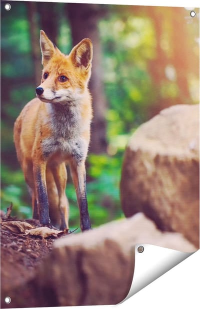 Gards Tuinposter Vos in het Bos bij Stenen - 60x80 cm - Tuindoek - Tuindecoratie - Wanddecoratie buiten - Tuinschilderij