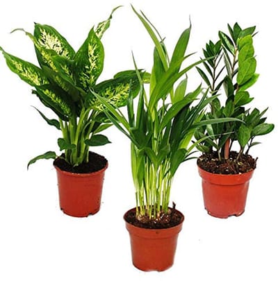 Kamerplantenset - Dieffenbachia, Dypsis lutescens & Zamioculcas - 3 onderhoudsvriendelijke luchtreinigers - 12 cm pot