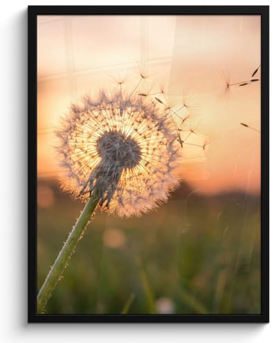 Poster in lijst - Fotolijst 60x80 cm - Posters - Paardenbloem - Zonsondergang - Veld - Posterlijst zwart - Decoratie - Wanddecoratie woonkamer - Muurdecoratie slaapkamer