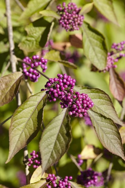 2x Callicarpa bodinieri ‘Profusion’ – Schoonvrucht in C3 liter kweekpotten