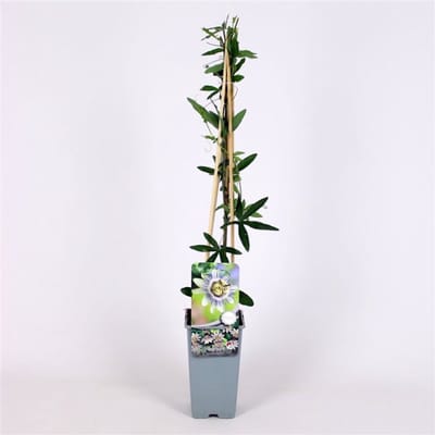 Plantes de jardin - Un ensemble 3 - Passiflora caerulea - (2L) 60-70 cm