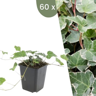 Plants by Frank | 60 Klimopplanten | Hedera helix 'Glacier' | Winterharde bodembedekker planten | tuinplanten | Winterharde vaste planten meerjarig | Winterharde tuinplanten