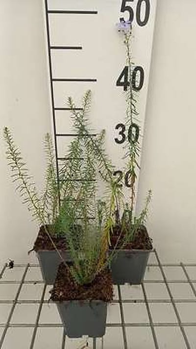 6x Linum - Linum perenne | 9x9 cm pot