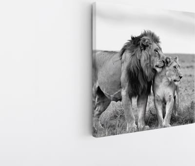 Saammp Canvas Schilderij - Leeuwen Koppel - Serangeti - Afrika - Dieren - Natuur - 20x20 - Foto op canvas - Wanddecoratie - Muurdecoratie Woonkamer - Slaapkamer decoratie - Canvas Print
