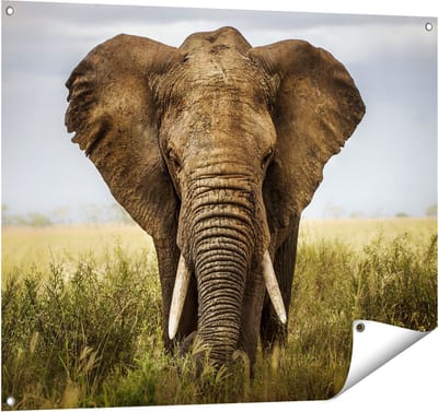Gards Tuinposter Olifant in het Wild - Kleur - 100x80 cm - Tuindoek - Tuindecoratie - Wanddecoratie buiten - Tuinschilderij