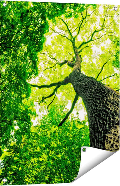 Gards Tuinposter Boom in het Bos met Fel Groene Bladeren - 60x80 cm - Tuindoek - Tuindecoratie - Wanddecoratie buiten - Tuinschilderij