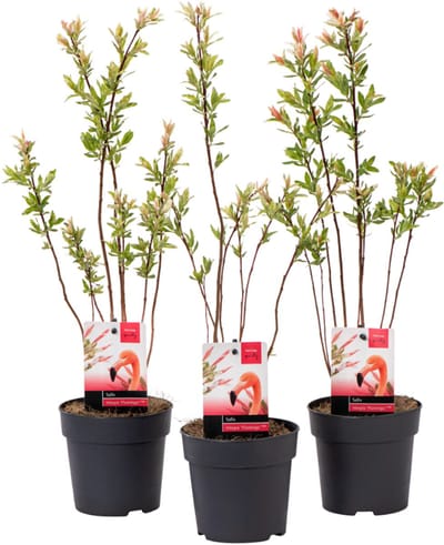 GARDENZO - 3x Salix integra ‘Flamingo’ - Japanse sierwilg in 12cm pot - 30-40 cm