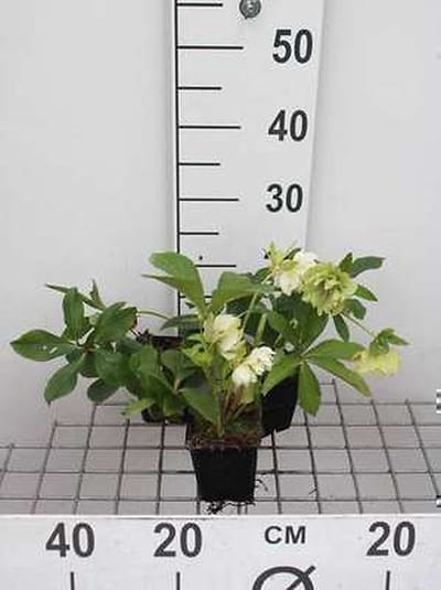 6x Stinkend nieskruid - Helleborus or. 'Double Ellen White' | 9x9 cm pot