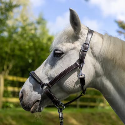 Halster voor paarden Canter Mylord