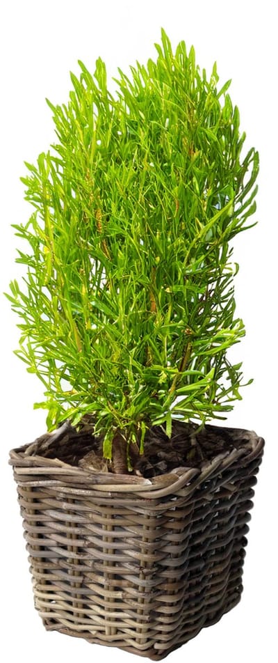 Van der Leeden Planten/bloemen mand - vierkant - rotan - gevlochten riet - L33 x B33 x H30 cm - plantenpot - plantenmand