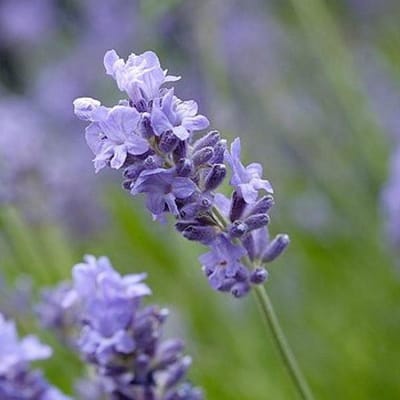 6 x  Lavandula Munstead - Lavendel pot 9x9cm