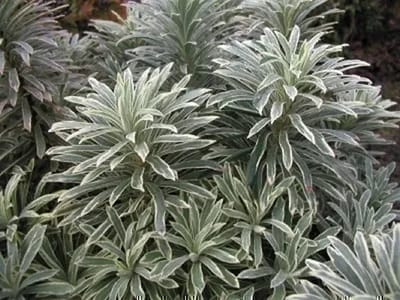 6x Wolfsmelk - Euphorbia char. 'Silver Swan'® ( 'wilcott'®) | 9x9 cm pot