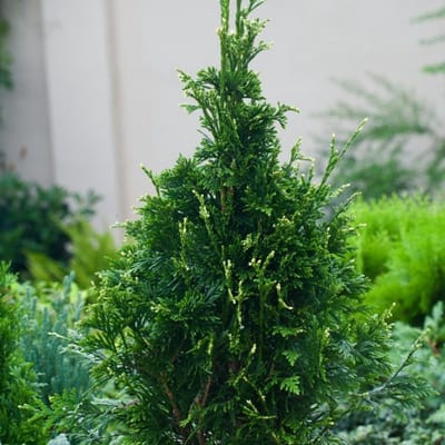 Plants Online BV - Planten - Haagplanten - Coniferen - Set van 1 - Reuzenlevensboom 'Can-Can'