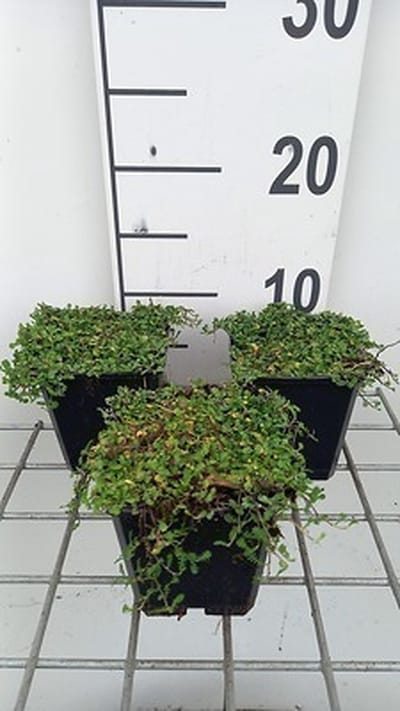 6x Speeldenkussenplant - Leptinella dioica 'Minima' | 9x9 cm pot