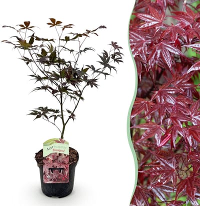 Green boutiQ - Terrasplant - Japanse Esdoorn - Acer palmatum Bloodgood - Rood - 1 Plant - Bladverliezend - Pot 19cm Hoogte 70cm