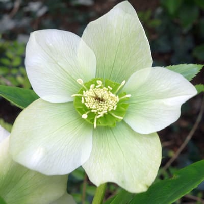 Nieskruid (Helleborus Orientalis) - Pretty Ellen White - Kerstroos / Lenteroos - Vaste planten - Bijen-Vlinders