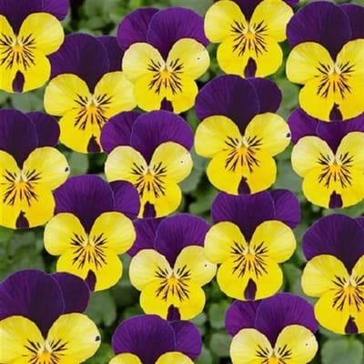 Violen Twixini Yellow purple Wing F1