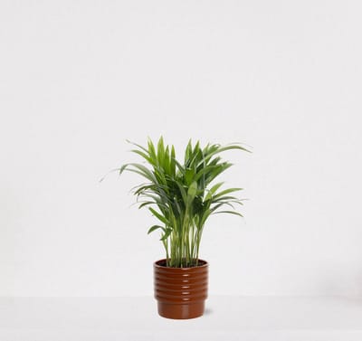 Areca in luxe sierpot Naemi Terra – luchtzuiverende kamerplant – eenvoudig te onderhouden Goudpalm - 35-50cm - Ø13 – geleverd met plantenpot – vers uit de kwekerij
