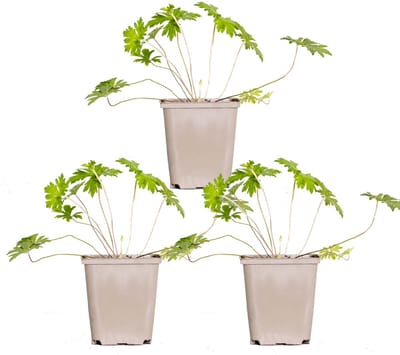 Bloomique - Set van 3 - Geranium Johnsons Blue - Ooievaarsbek - Blauwe Bloemen - Winterhard - Hoogte 10-20 cm - Pot 9x9 cm