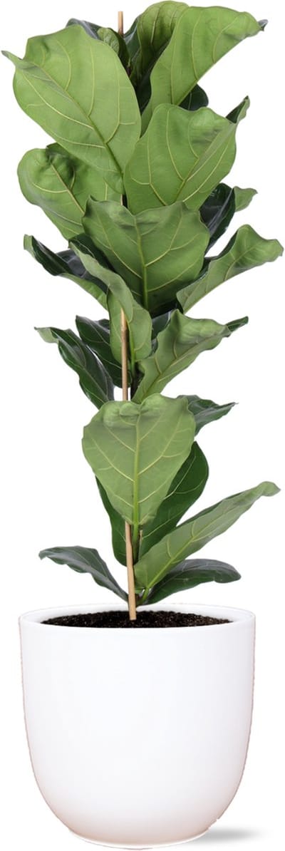 Green Harmony | Ficus Lyrata - Ø21cm - 90cm in Boule WIT pot