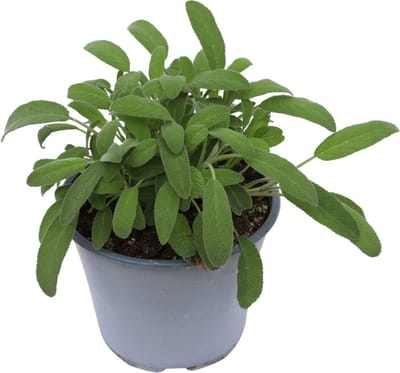 Salie, grootbladig - Italiaanse kruidenplant - duurzaam gekweekt - Salvia officinalis - 2 stuks