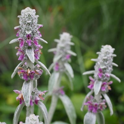 Ezelsoor (Stachys byzantina) - Byzantina - Bodembedekkers - Vaste planten - bloeit in Juli / Augustus