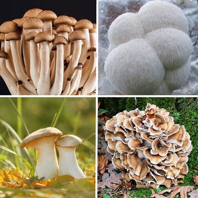 ToshiFarm Forest Pack - 200 gram - 4 soorten broed voor Lion's Mane, Beukenzwam, Koningsoesterzwam en Eikhaas