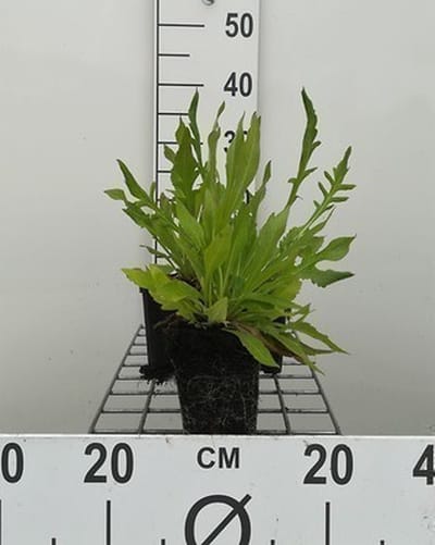 6x Breemdkroon - Knautia macedonica | 9x9 cm pot