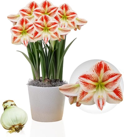 Amaryllis Bol - Clown - Bloembollen - 1 stuk - Rood-Wit - Bloem bollen