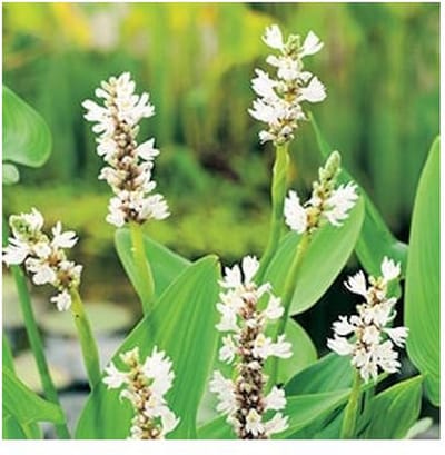 Moerings Pontederia Cordata Alba | Snoekkruid Wit | In 18CM Mand Kant en Klaar