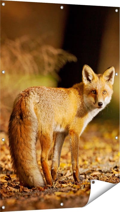 Gards Tuinposter Vos in het Herfstbos - 80x120 cm - Tuindoek - Tuindecoratie - Wanddecoratie buiten - Tuinschilderij