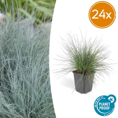 Tuinplantenshop.com | Festuca glauca 'Elijah Bleu' | 24 stuks - Ø9cm - 10-25cm hoog - Tuinplant