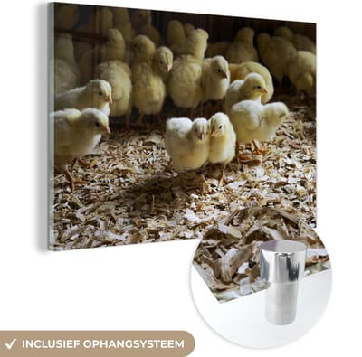 ® Glasschilderij 180x120 cm - Schilderij acrylglas - Veel baby kuikentjes in het zaagsel - Foto op glas - Muurdecoratie woonkamer - Wanddecoratie slaapkamer - Schilderijen