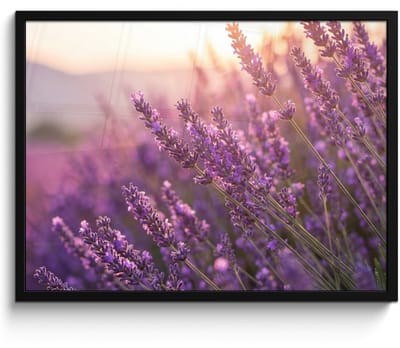 Poster in lijst - Fotolijst 80x60 cm - Posters - Lavendel - Paars - Zonlicht - Posterlijst zwart - Decoratie - Wanddecoratie woonkamer - Muurdecoratie slaapkamer