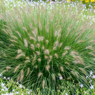 6x Pennisetum alopecuroides 'Hameln Gold' Pot 9x9cm - Siergras voor tuin en border