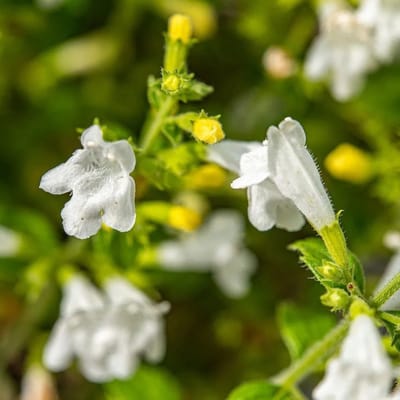 6x Calamintha nepeta 'Marvelette White' Pot 9x9cm - Witbloeiende plant voor in de tuin
