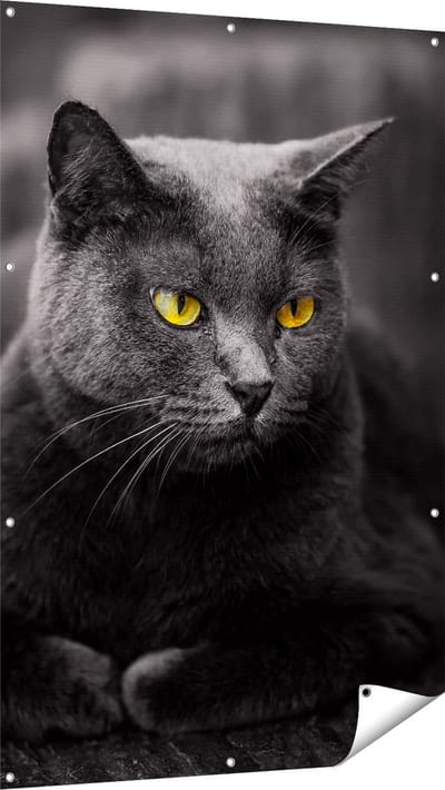 Gards Tuinposter Zwarte Kat met Gele Ogen - 100x150 cm - Tuindoek - Tuindecoratie - Wanddecoratie buiten - Tuinschilderij