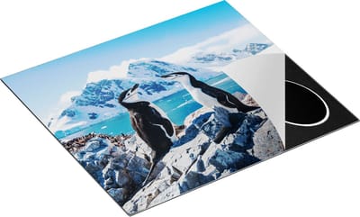 Chefcare Inductie Beschermer Twee Pinguïns op Stenen in Antarctica - 60x50 cm - Afdekplaat Inductie - Kookplaat Beschermer - Inductie Mat