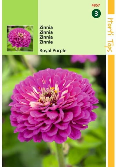 Hortitops Zinnia elegans Royal Purple violet