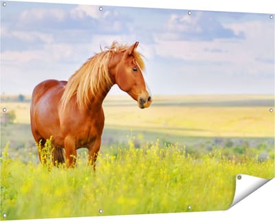 Gards Tuinposter Bruin Paard in de Wei - 150x100 cm - Tuindoek - Tuindecoratie - Wanddecoratie buiten - Tuinschilderij