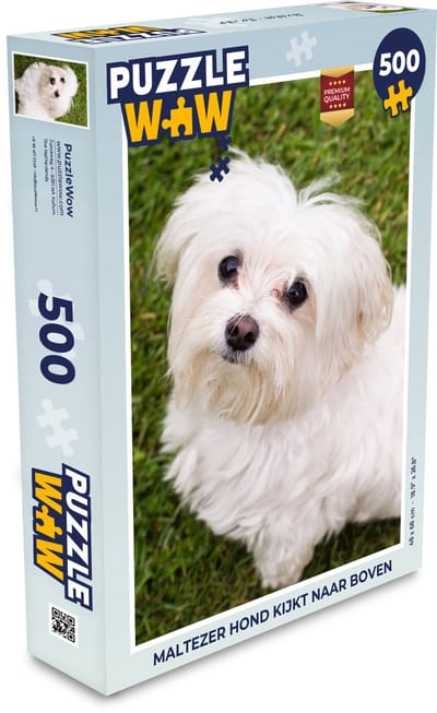 Puzzel Maltezer hond kijkt naar boven - Legpuzzel - Puzzel 500 stukjes
