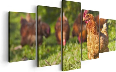 Artaza Canvas Schilderij Vijfluik Kippen in het Gras - 100x50 - Foto Op Canvas - Canvas Print