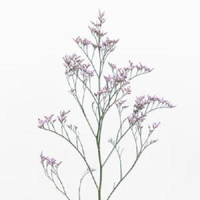25x Lim.safora lilac 70cm