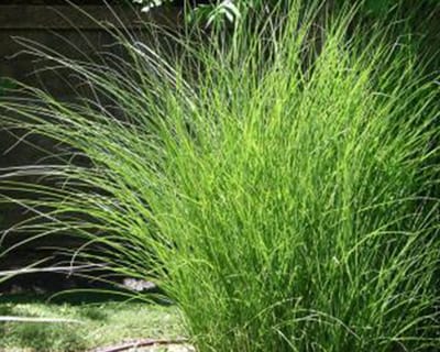 Set van 10 | Prachtriet ‘Gracillimus’ pot 20-25 cm - Groeit opgaand - Weinig onderhoud - Wintergroen - Zeer winterhard