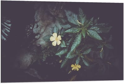 Dibond - Groene Planten met Gele Bloem  - 90x60cm Foto op Aluminium (Wanddecoratie van metaal)