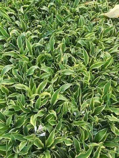 6x Funkia - Hosta hybr. 'Wolverine' | 9x9 cm pot