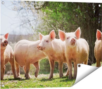 Gards Tuinposter Groep Jonge Varkens - 80x60 cm - Tuindoek - Tuindecoratie - Wanddecoratie buiten - Tuinschilderij