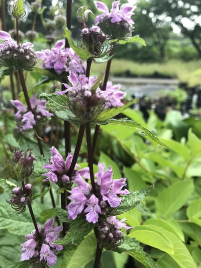 6 x Phlomis tuberosa 'Amazone' - Brandkruid - P9 Pot (9 x 9cm) - Dima Vaste Planten