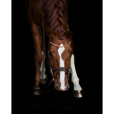 Frontaal voor paard HFI Straight + Strass